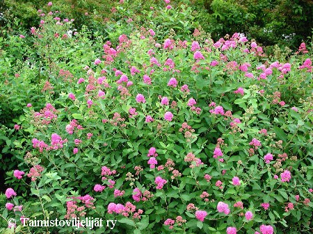 Spiraea x watsoniana'Kruunu'